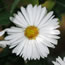 Aster nova-belgii Chorister 